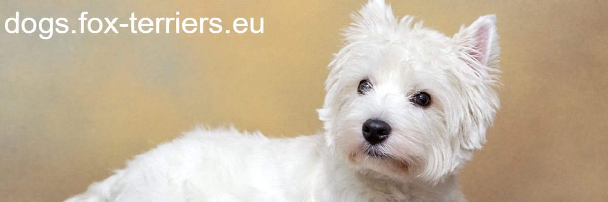 dogs.fox-terriers.eu dogs.fox-terriers.eu